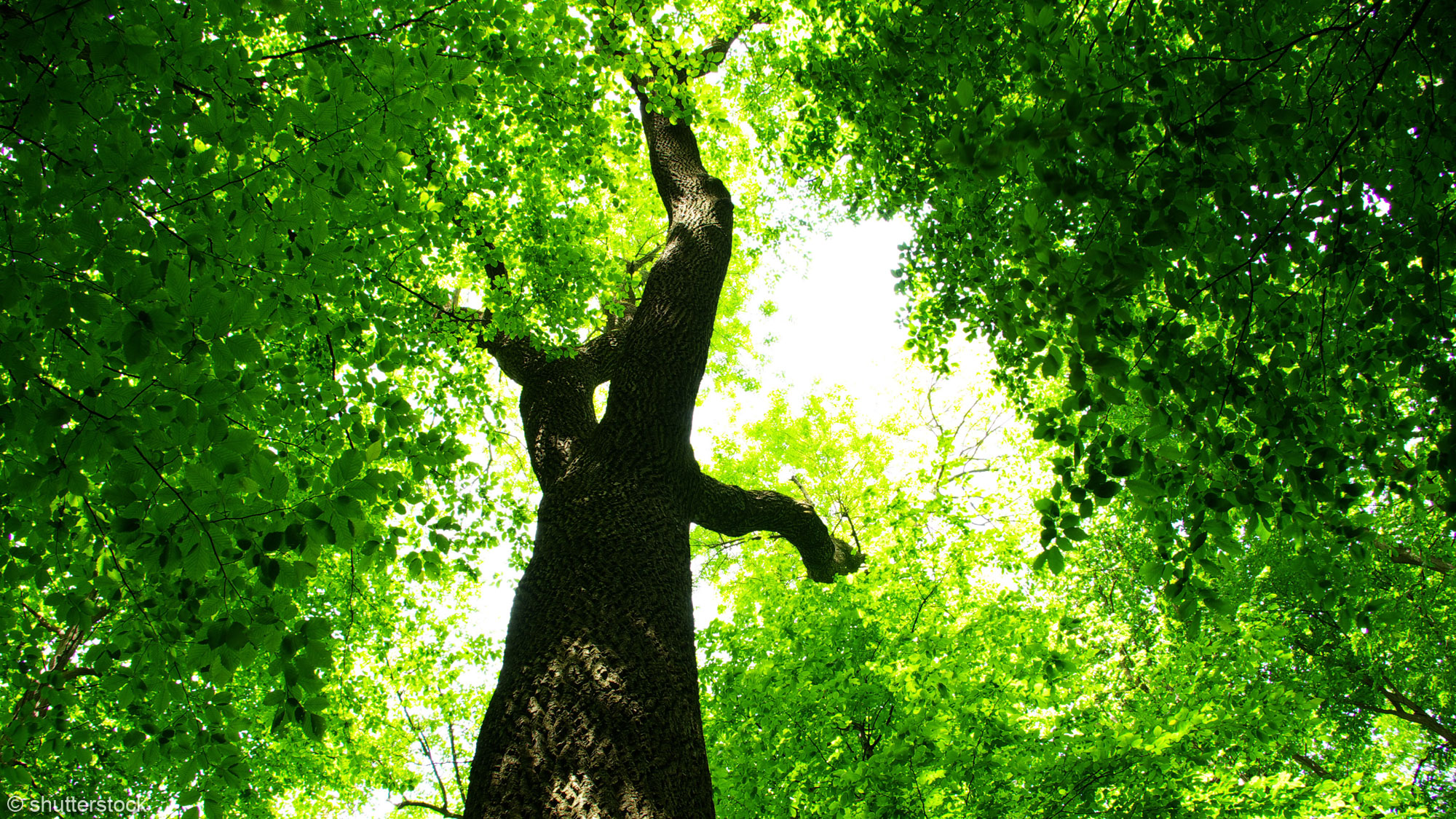 Baum im Wald