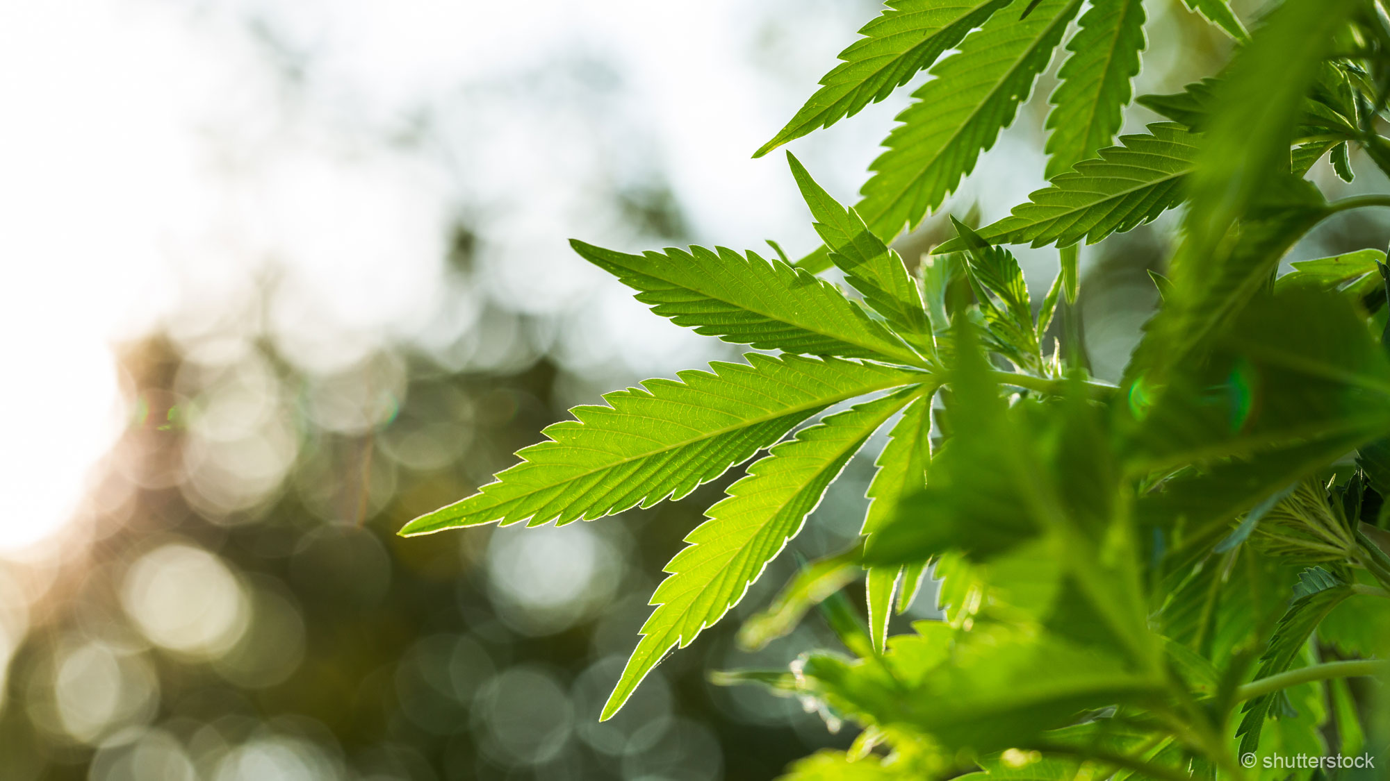 Die Freien Demokraten fordern die Legalisierung von Cannabis