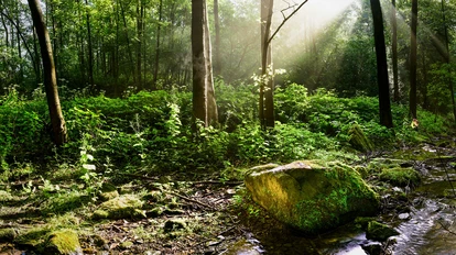 Umwelt, Natur: Sonne scheint durch Bäume im Wald