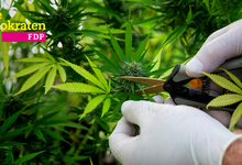 Cannabis