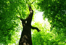 Baum im Wald