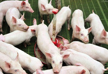 Schweine im Stall