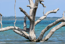 Die Freien Demokraten fordern ein Umdenken in der Klimaschutzpolitik