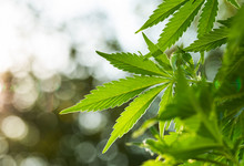 Die Freien Demokraten fordern die Legalisierung von Cannabis