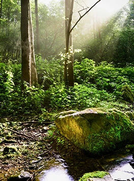 Umwelt: Naturlandschaft mit Bäumen und Sonnenschein